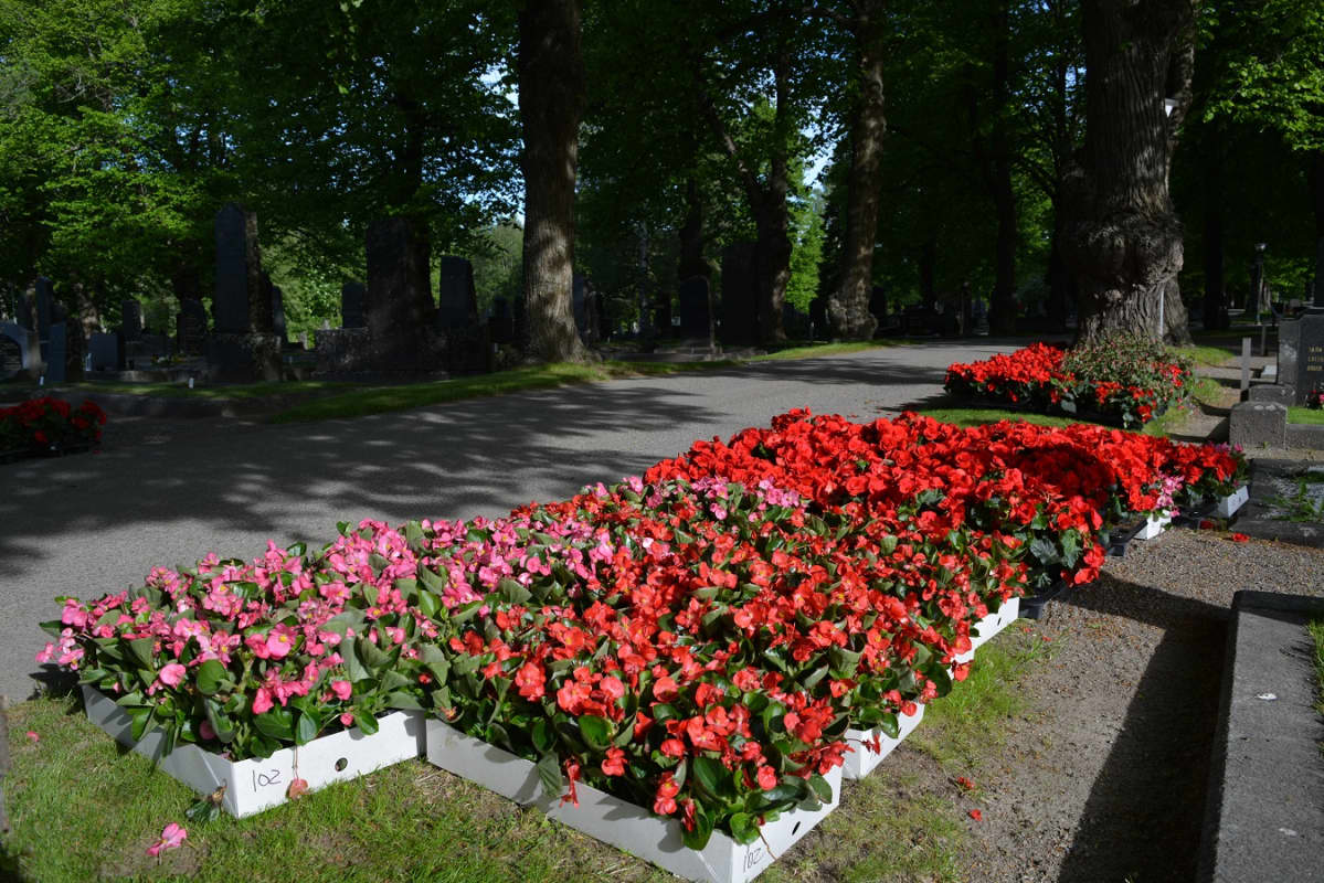 kukkia laatikoissa hautasmaalla