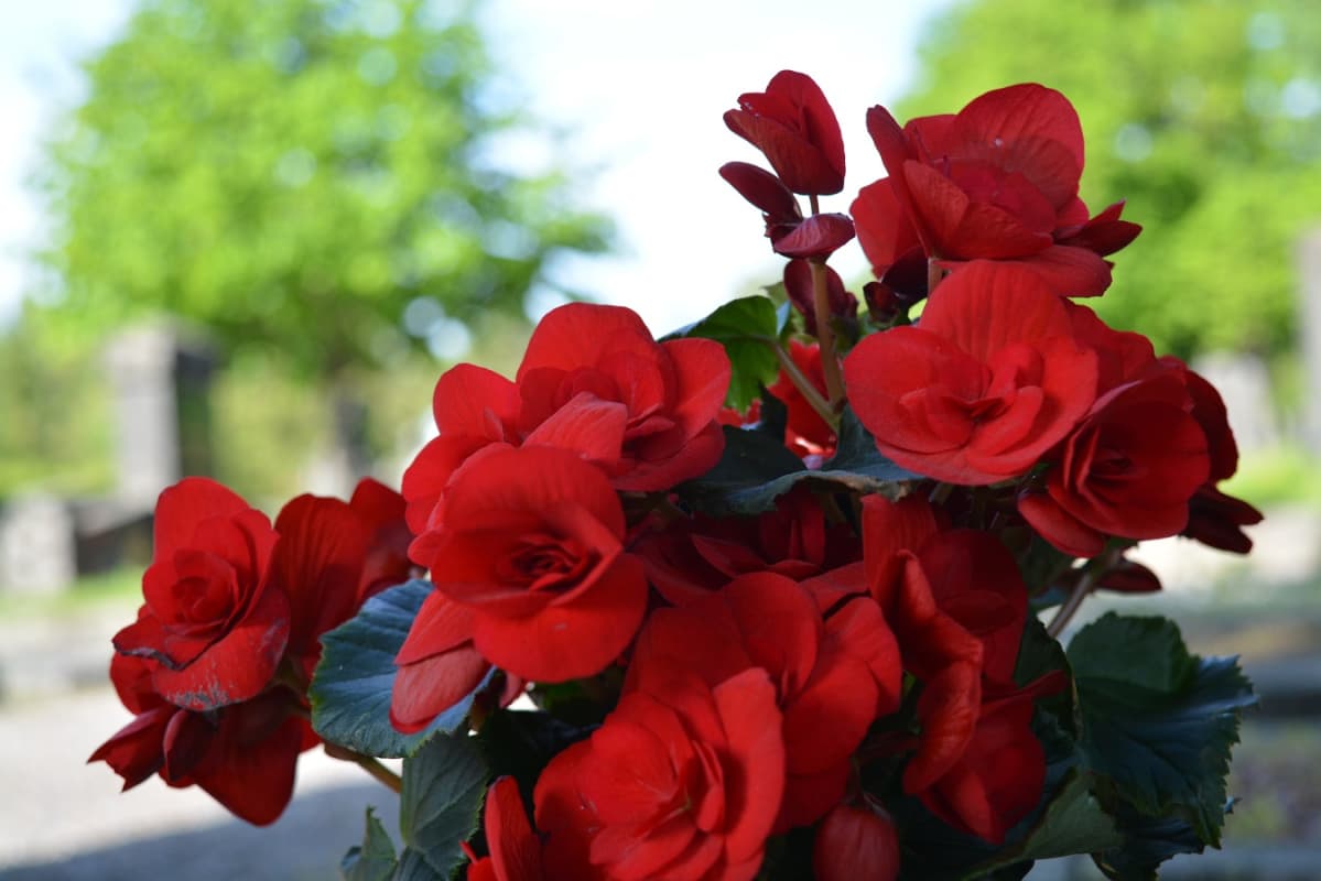 Punainen ruusubegonia