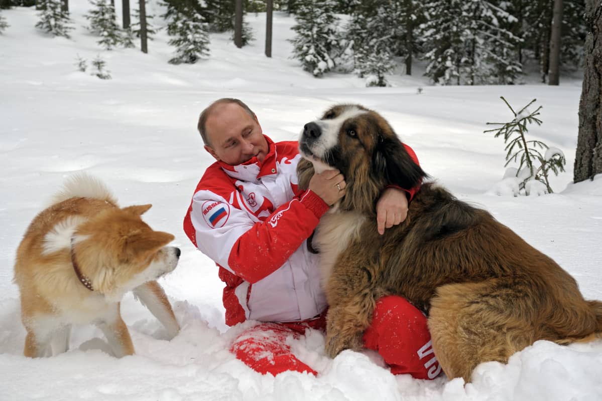 Punavalkoiseen ulkoilupukuun pukeutunut Putin leikkii kahden koiran kanssa lumisessa metsässä.