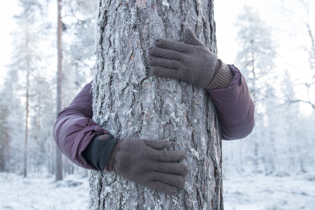Kädet männyn rungon ympärillä