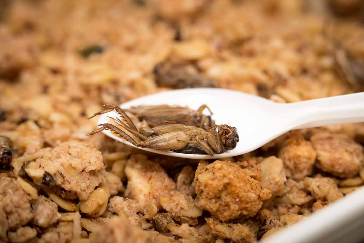 Foodwest Sirkkamysli_3.jpg