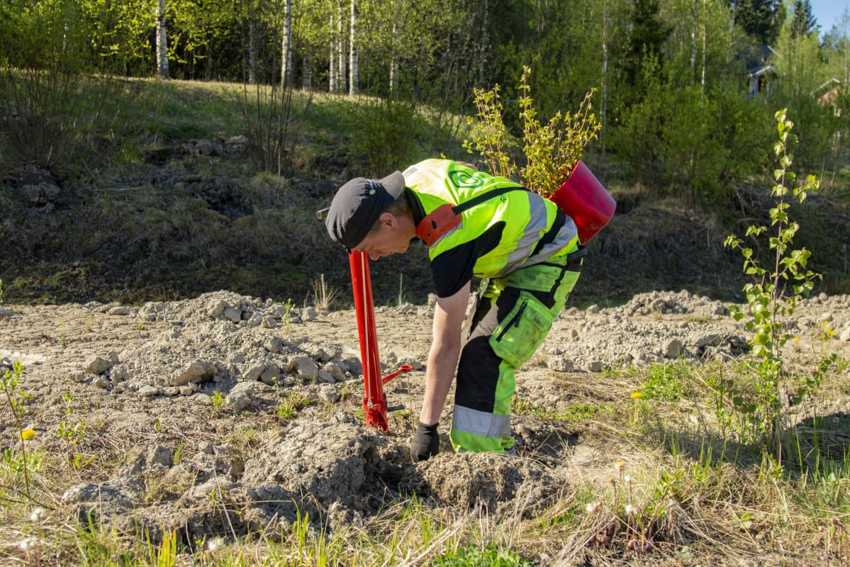 Taimien istuttamista Lempäälässä