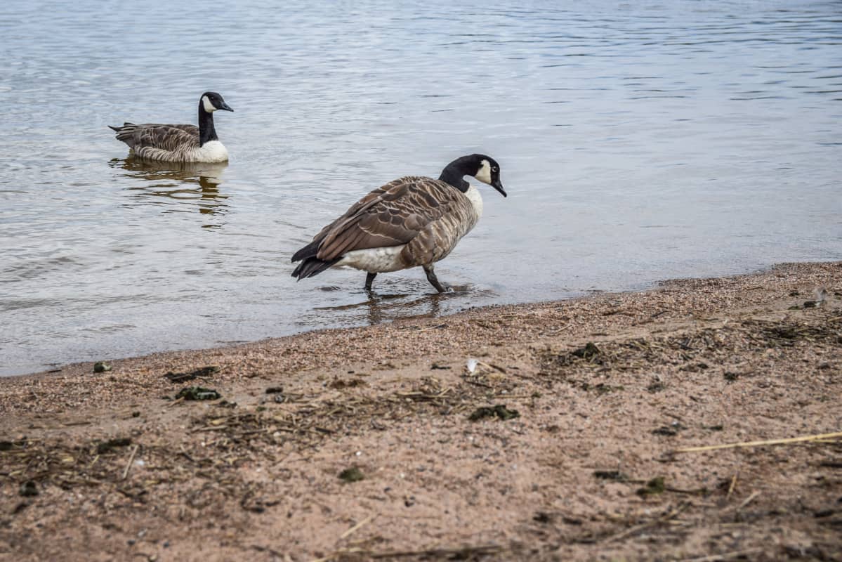 Kanadanhanhet ovat ulsotaneet Sammonalhden uimarannalle Lappeenrannassa