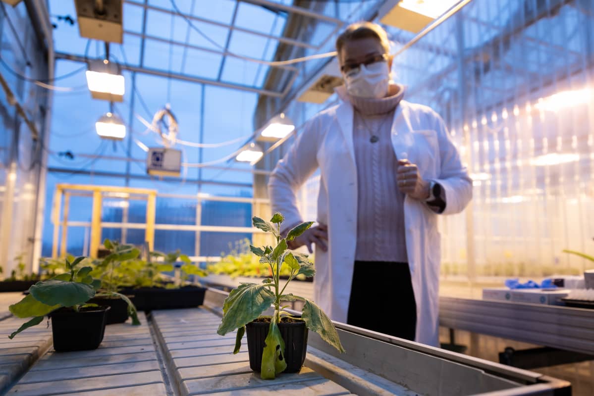 dosentti, yliopistonlehtori Kristiina Mäkinen, Mikrobiologian osasto, Kasvibiologia, mikrobiologia, virologia