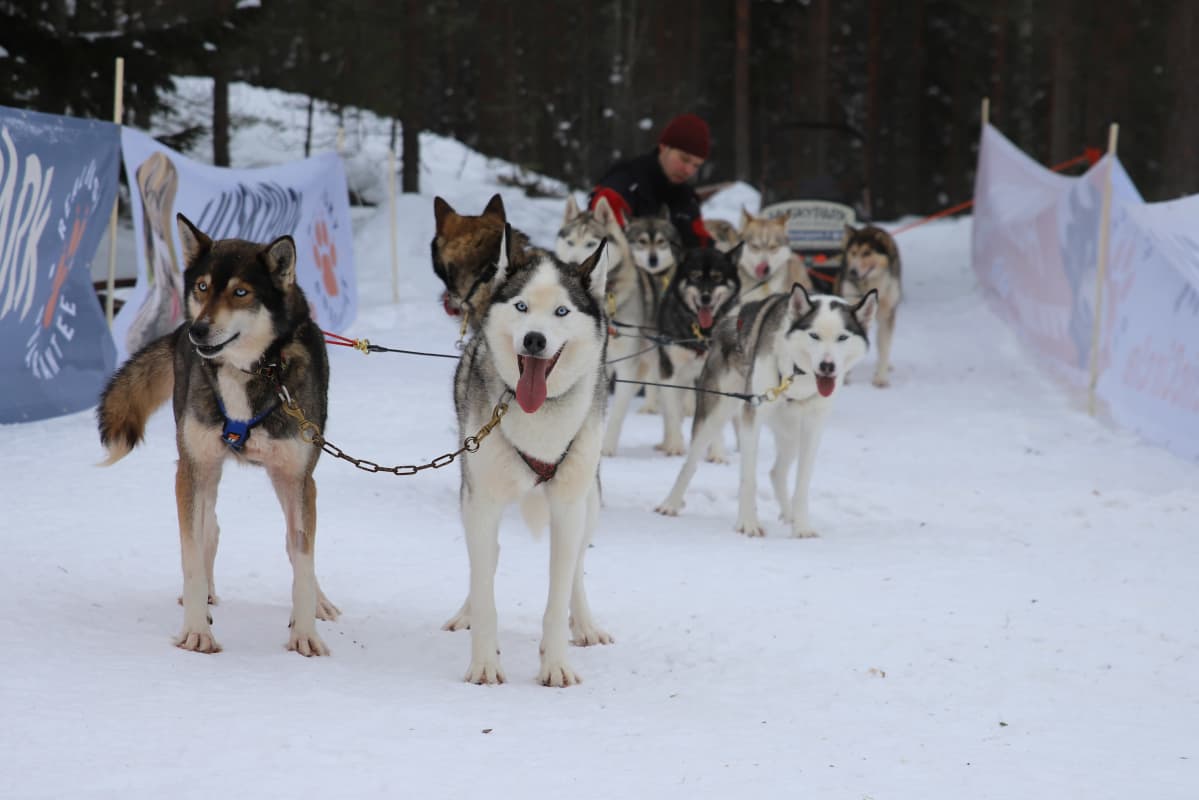 Husky-koiria Kotkan Hurukselassa.