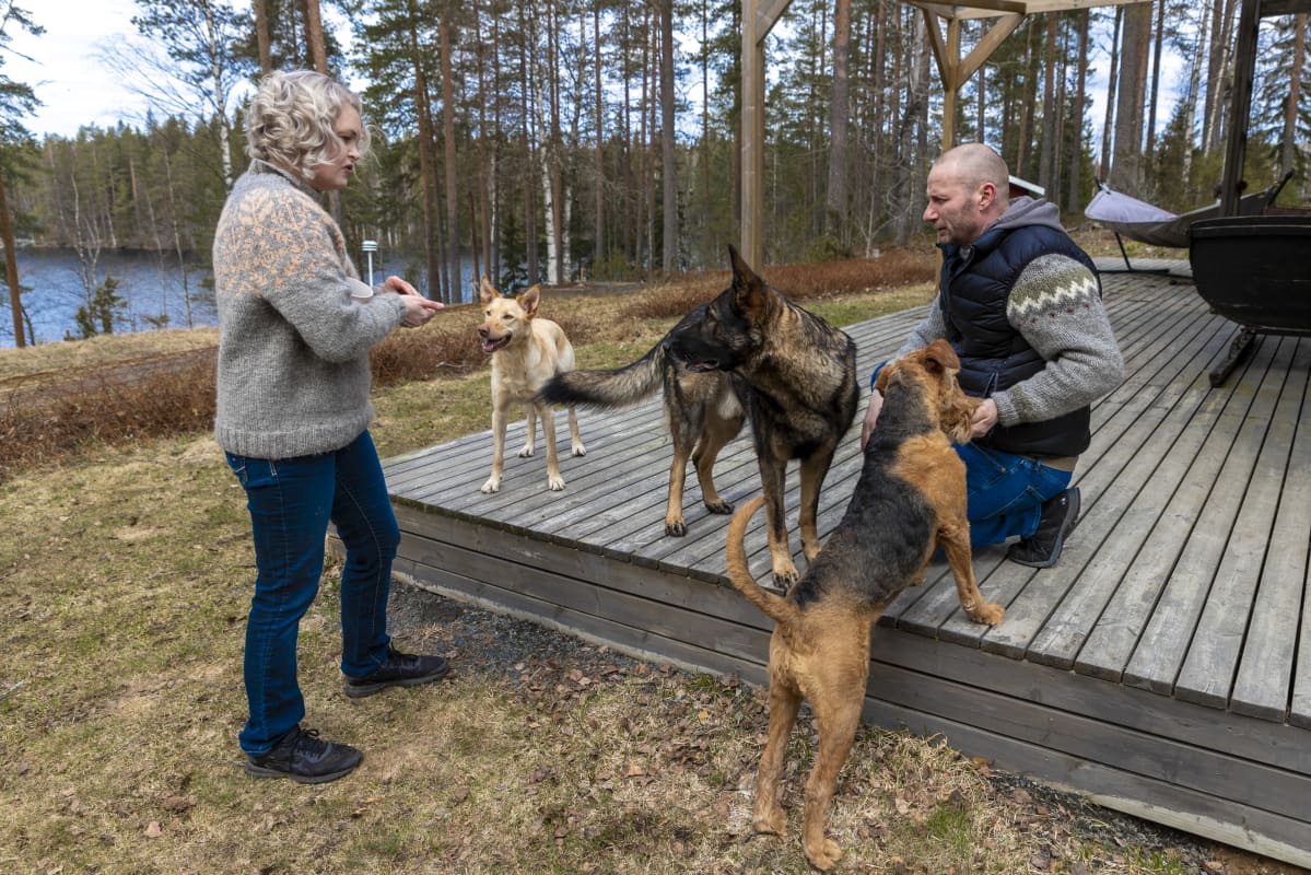 Teppo ja Suvi Heinola touhuavat pihallaan kolmen koiransa kanssa