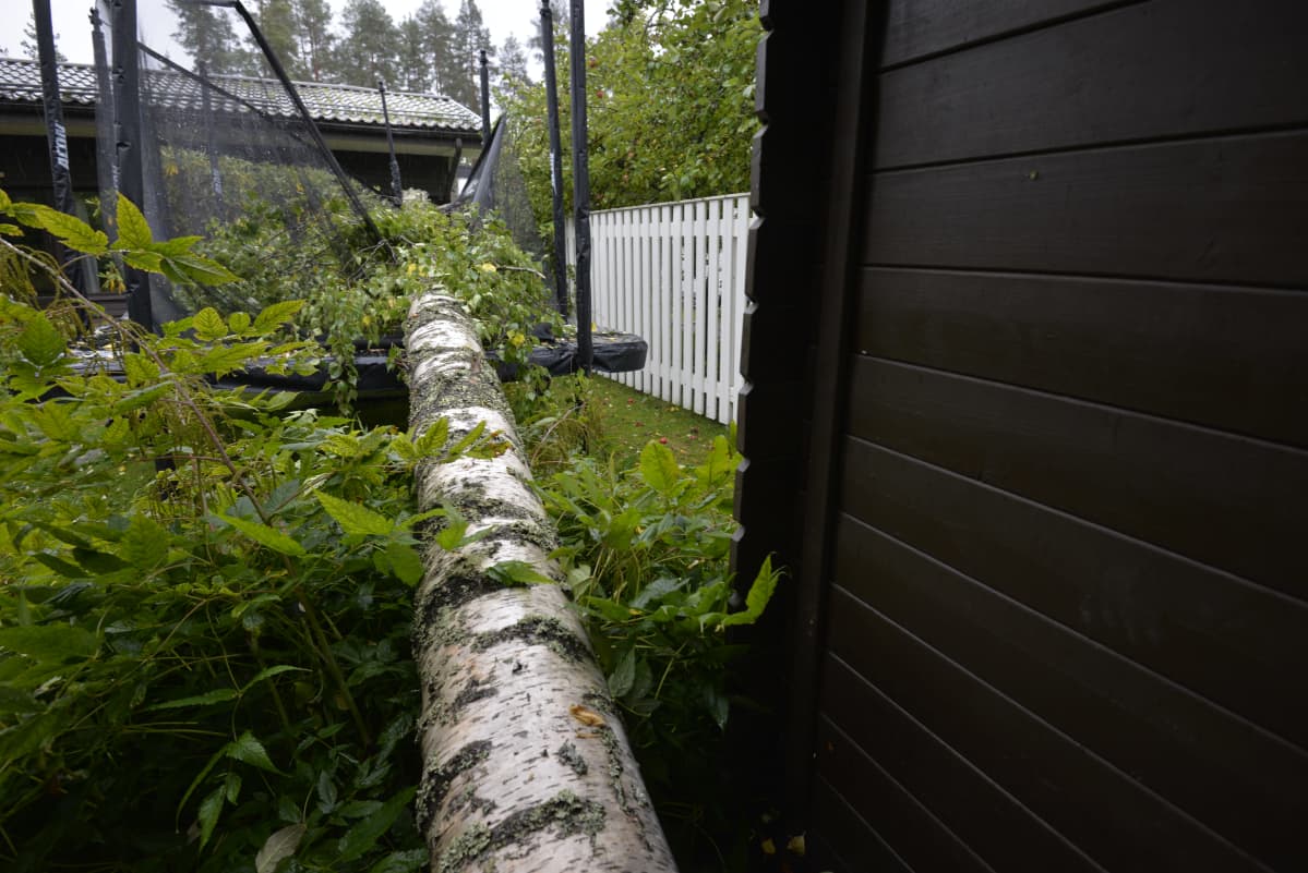 Aila-myrskyn talon pihaan trampoliinin päälle kaatama koivu