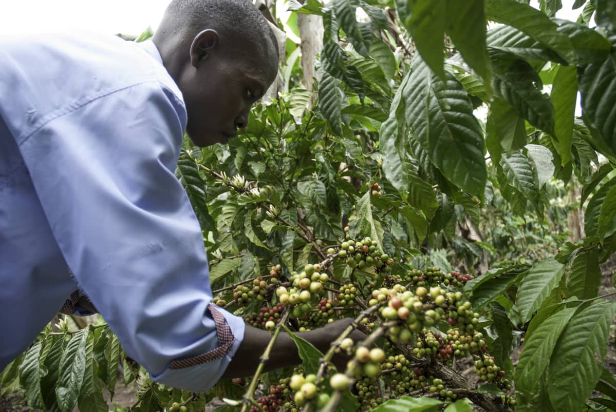 Ugandalainen James Kallyowa poimii kahvia pellollaan Nakasekessa Ugandassa.