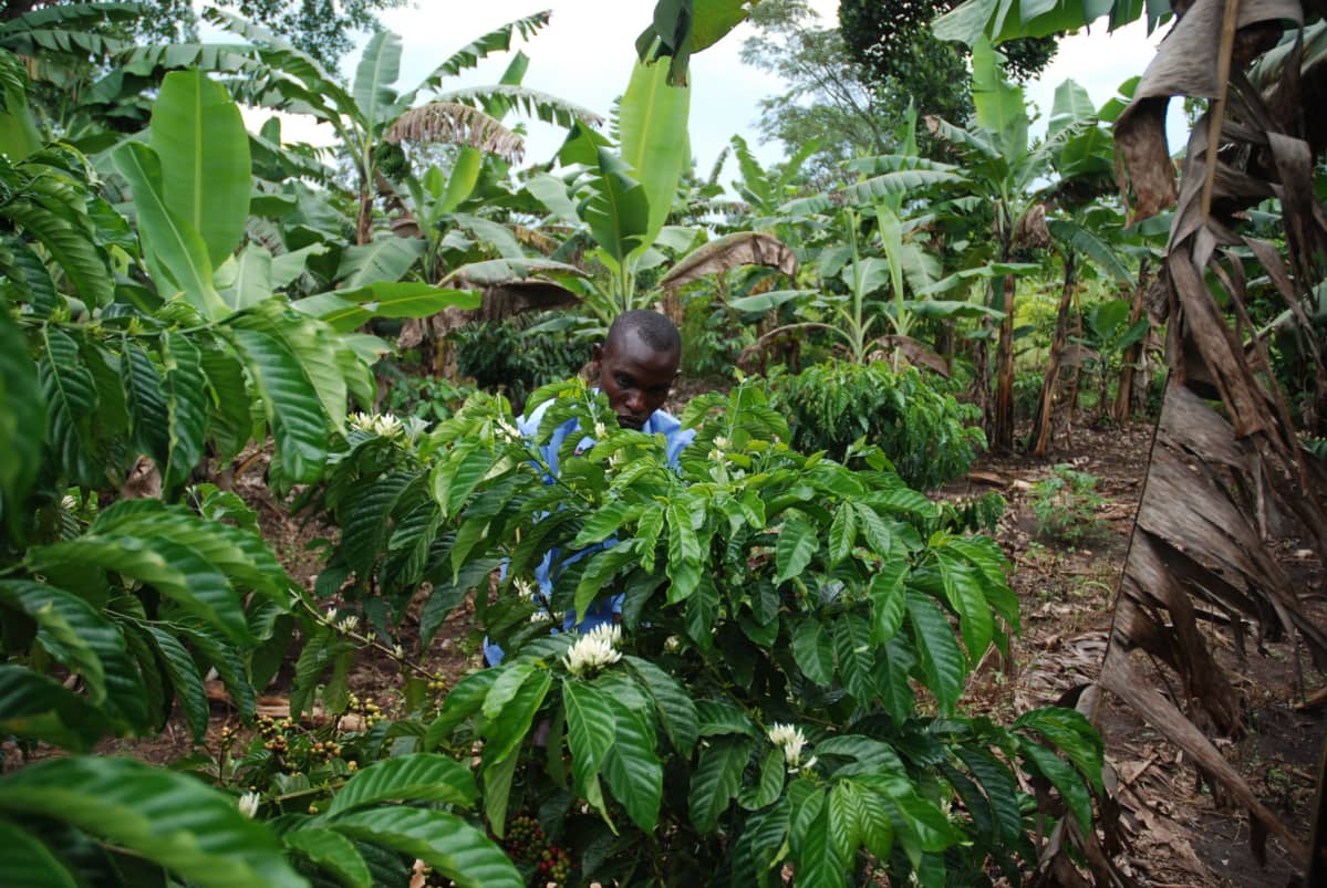 Ugandalainen James Kallyowa poimii kahvia pellollaan Nakasekessa Ugandassa.