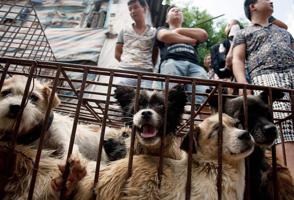 Koiria häkissä myytävänä Yulinin kaupungissa Kiinassa.