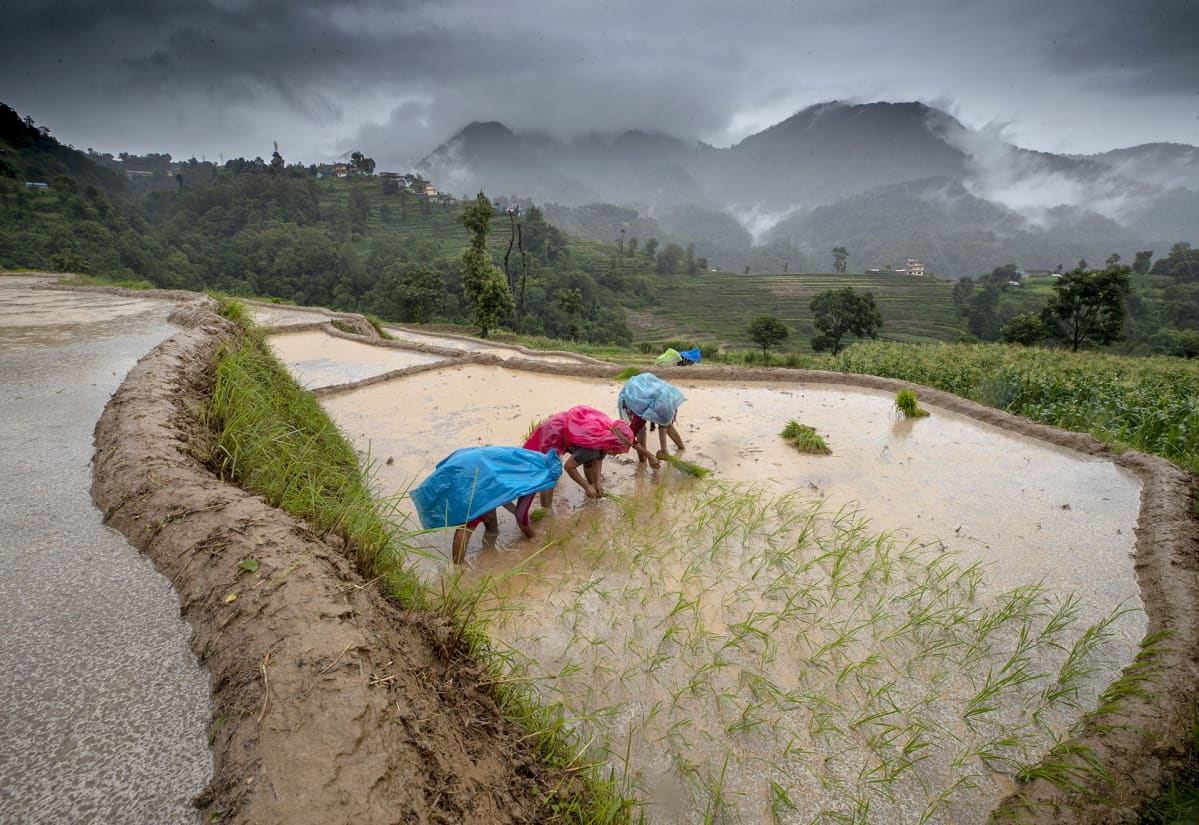 Riisin istutusta nepalissa.
