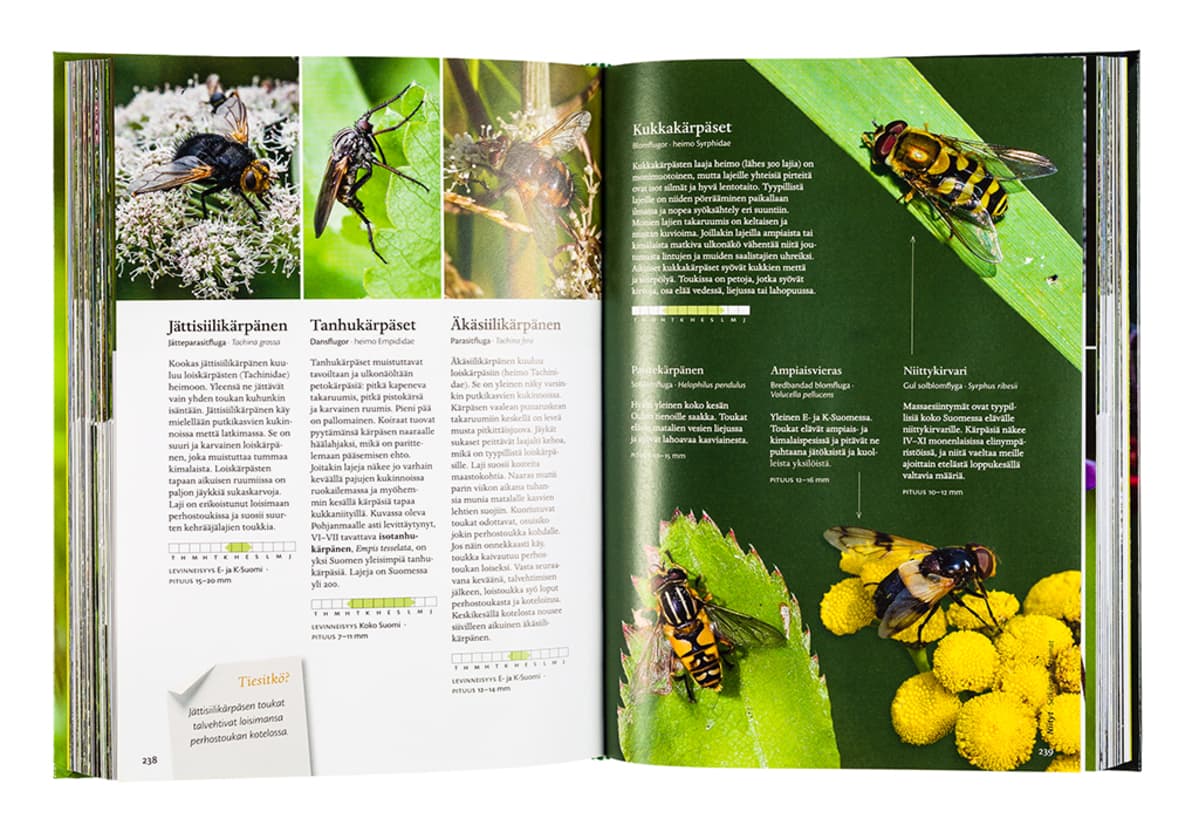 Ilkeä lesbo porno videoita