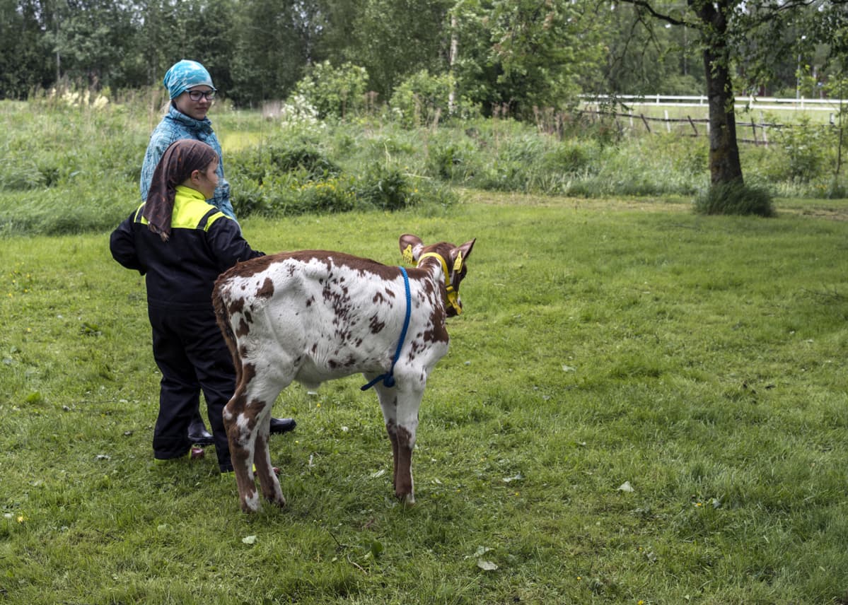 Emmi Ruismäki, 12, ja Susanna Lakso, 6, treenaamassa vasikan käsittelyä.