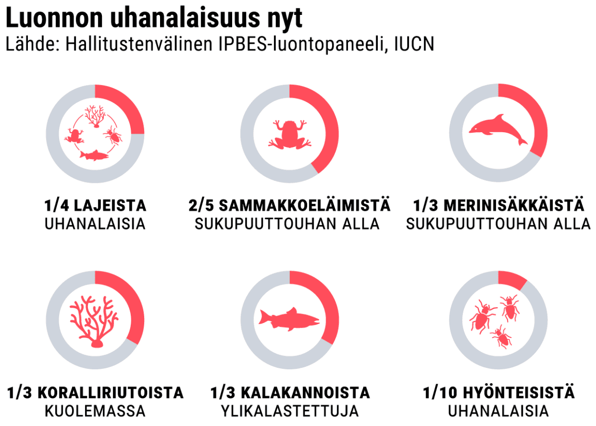 Grafiikka