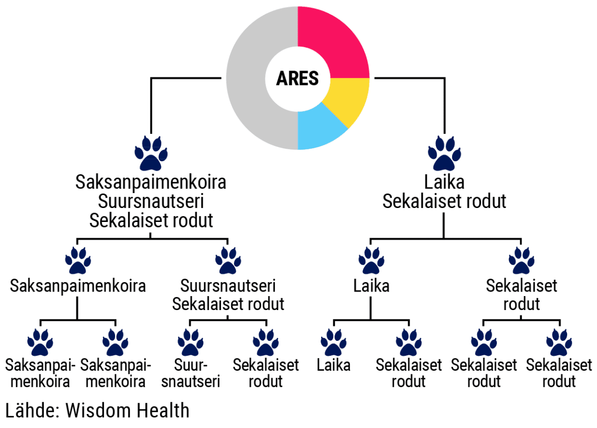 Koiran DNA-testin tulokset. Sukupuu.