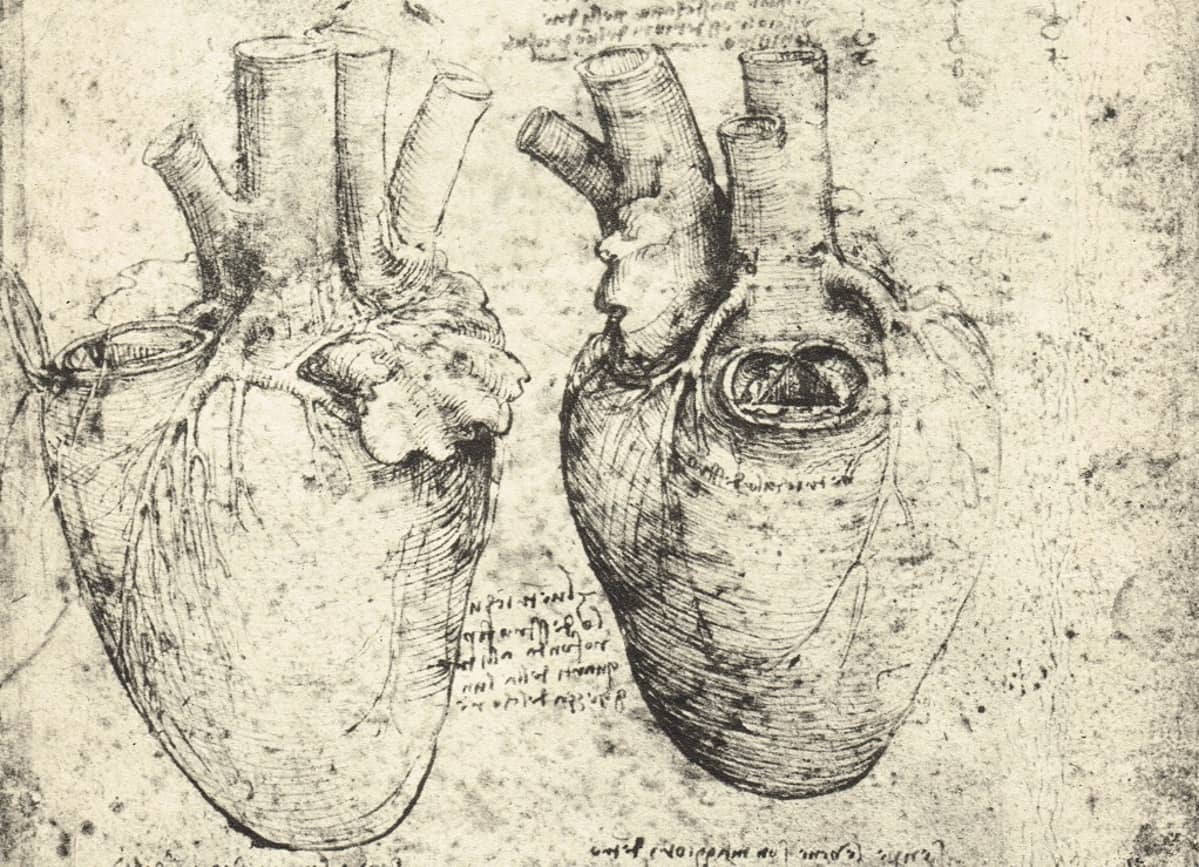 Kaksi anatomisesti tarkkaa piirrosta sydämestä.