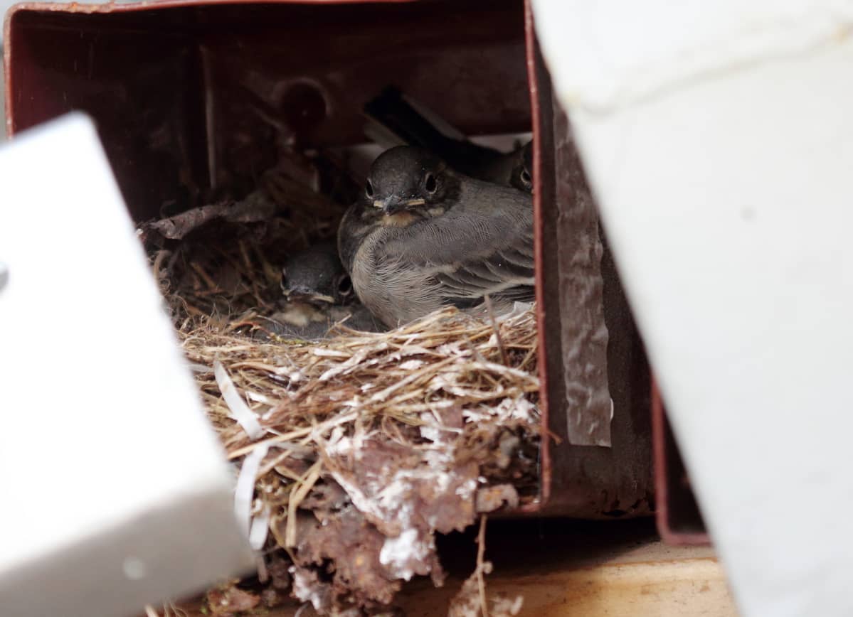 Iso kalu tupla munat homo