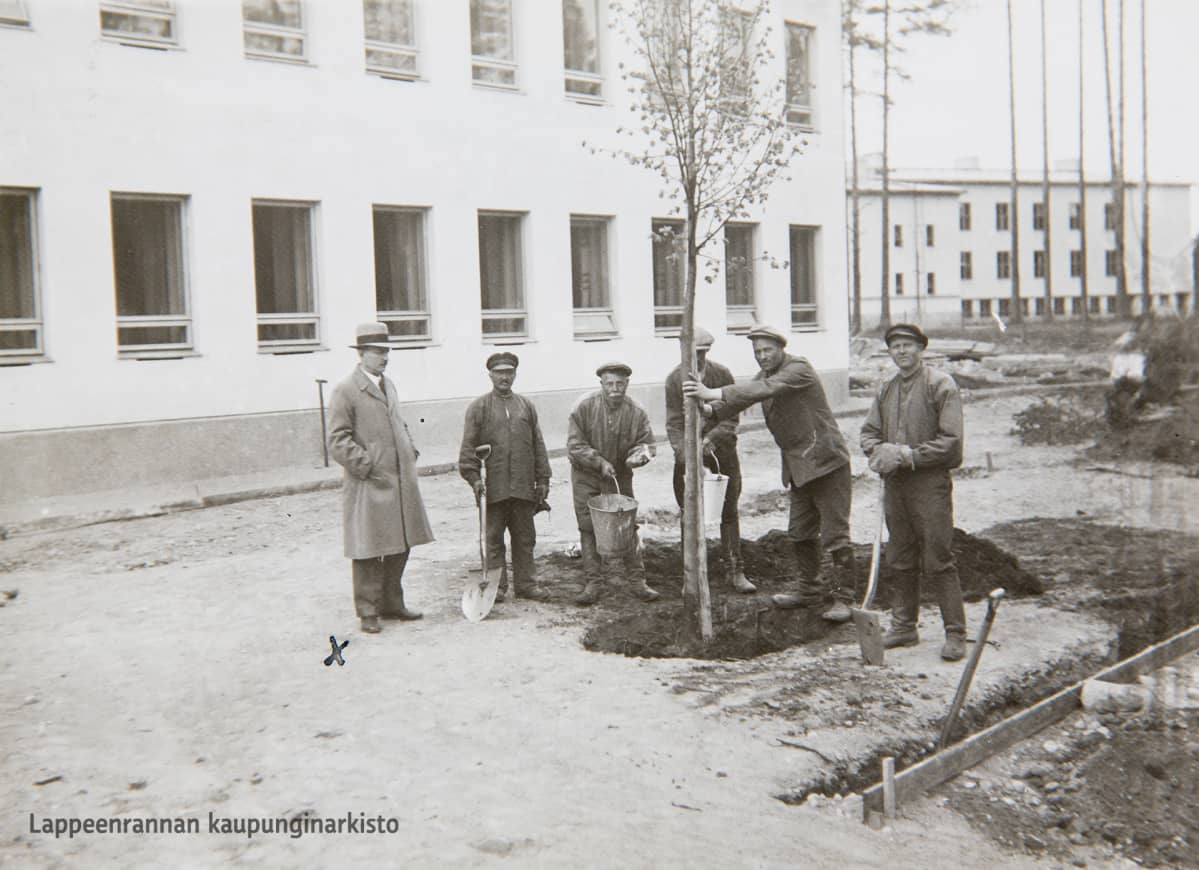Lauritsalan Kauppalantalon pihalle istutetaan ensimmäistä lehmusta keväällä 1936.