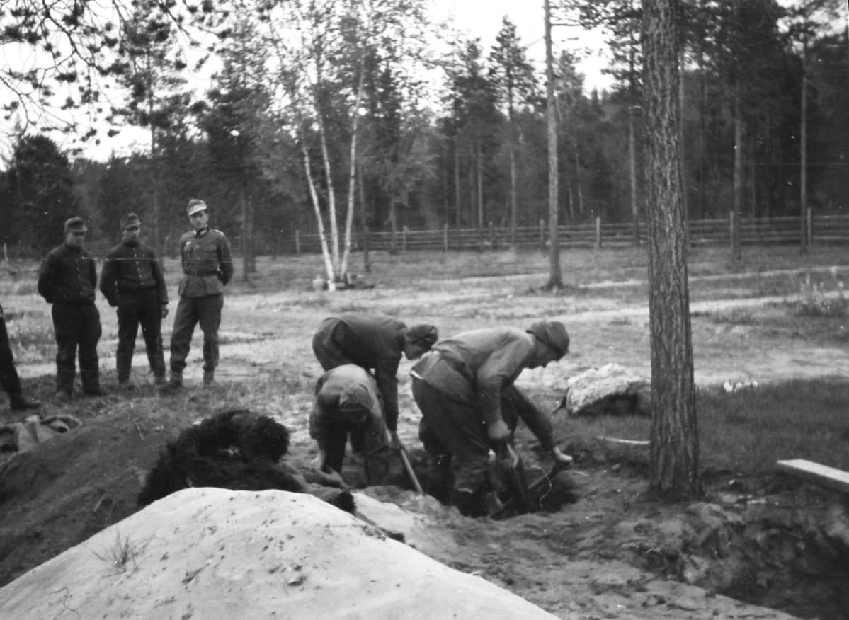Saksalaiset sotilaat vahtivat sotavankien työskentelyä. Antti Peronius arvioi suomalaisten ja saksalaisten tulkkina toimineen isoisänsä Max Peroniuksen ottaneen kuvan hautoja kaivavista sotavangeista Inarissa sijainneen saksalaisten sotasairaalan alueella vuosien 1942–1944 aikana.