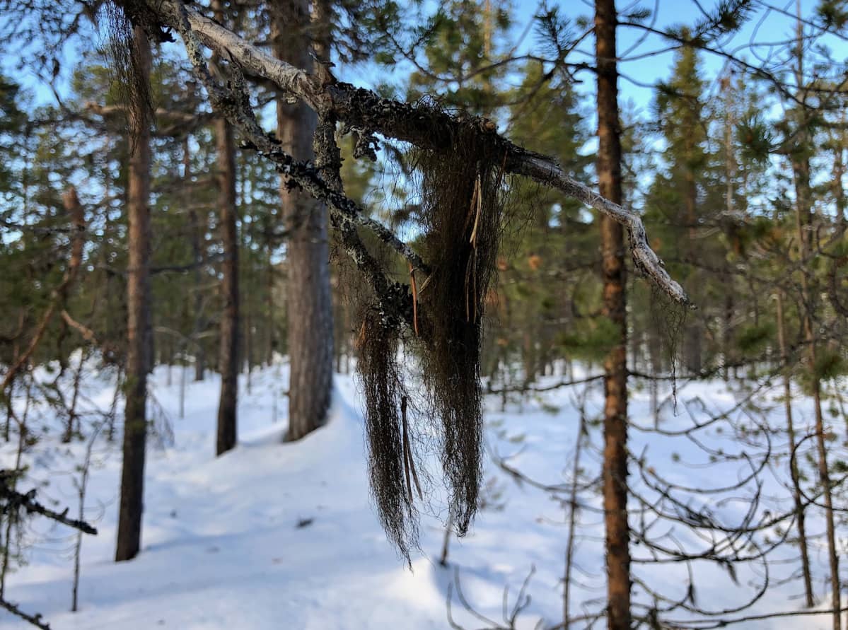 Juutuan ulkoilualueen vanha metsä Inarissa tuottaa luppoa. 10.3.2020