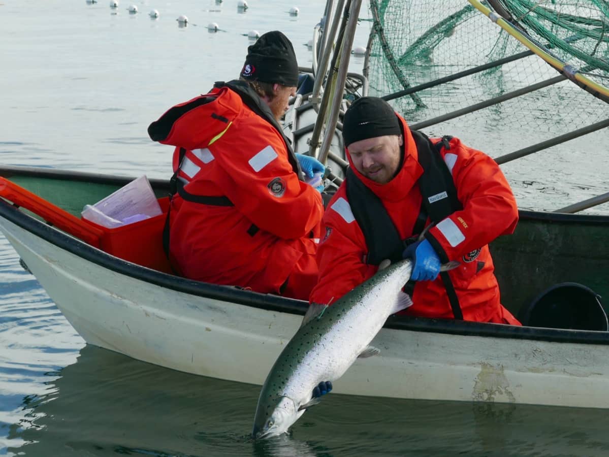 Lohitutkimusta Selkämerellä