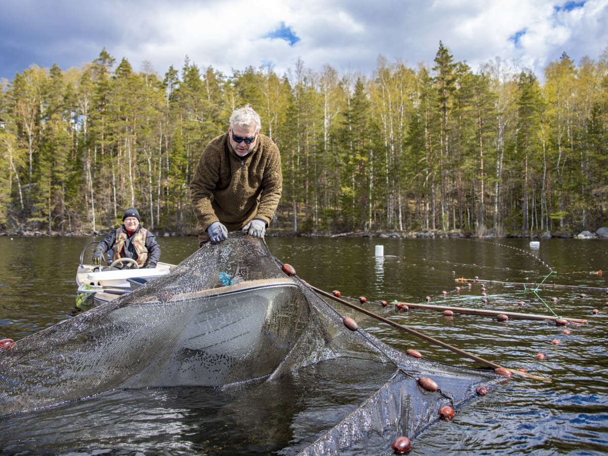 Jukka Kummunsalo tarkistamassa pyydyksiä.