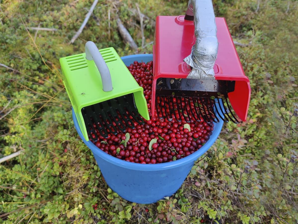 Puolukkaämpäri ja kaksi poimuria metsässä.