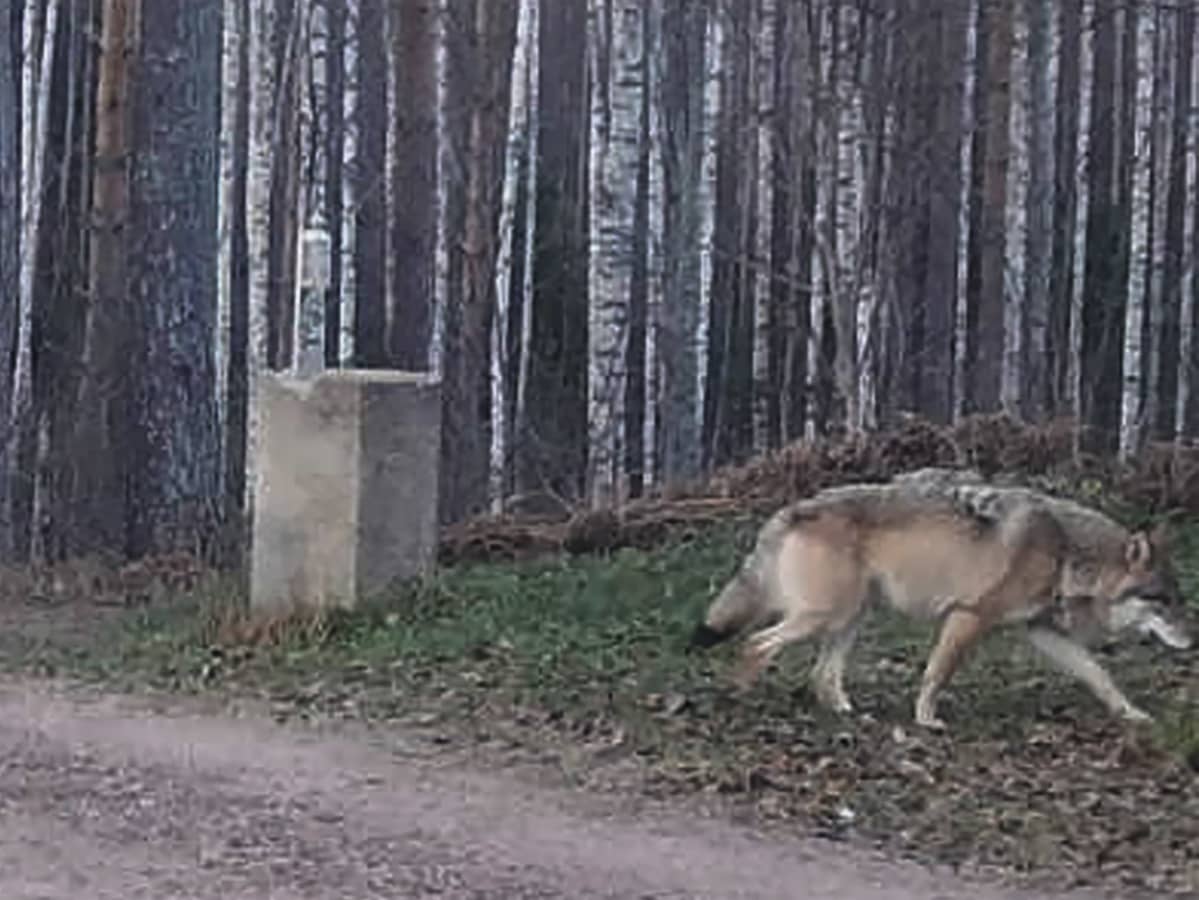 Susi pihatiellä riistakameran kuvassa,