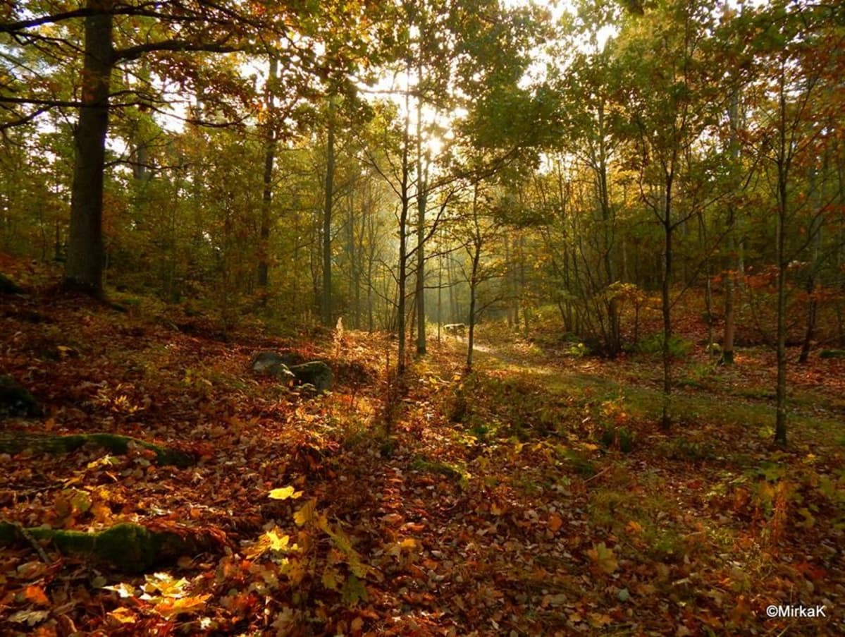 metsää