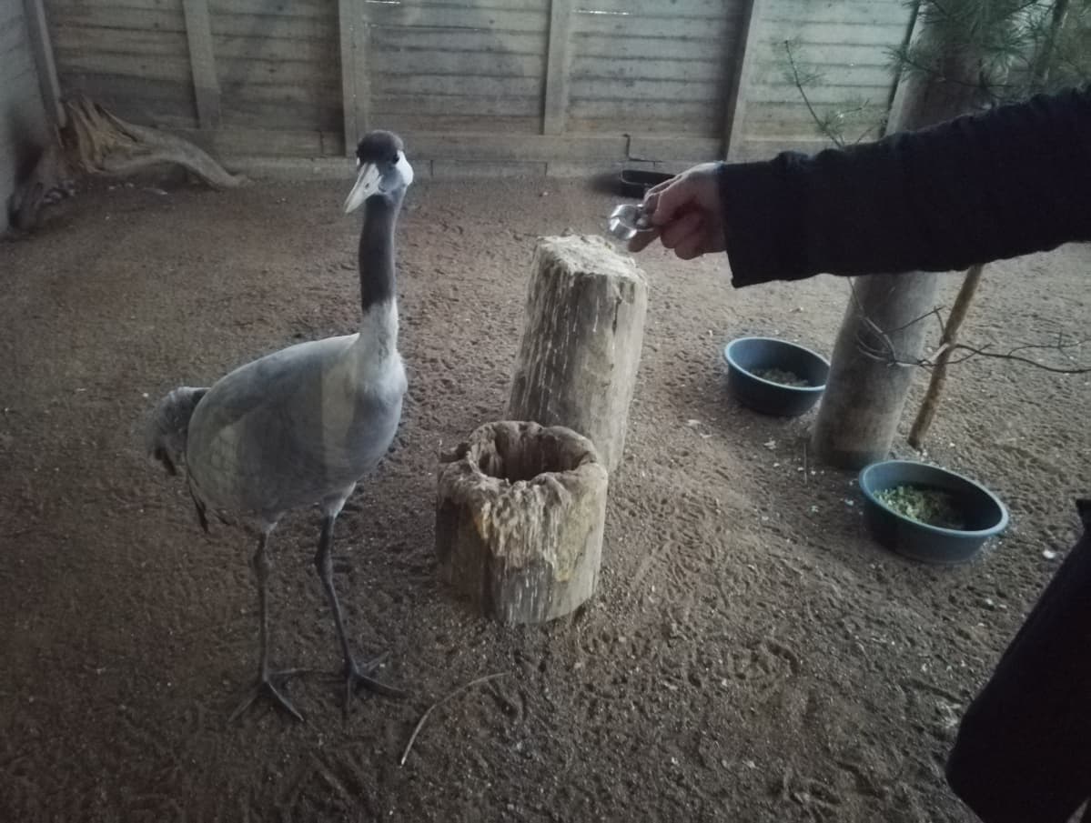 Piippa-kurki Pyhtään eläinhoitolassa.