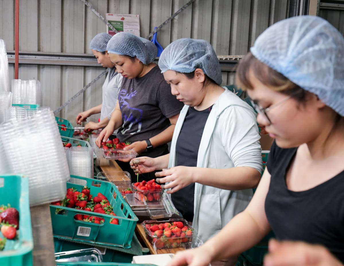 Kausityöntekijät lajittelee mansikoita.