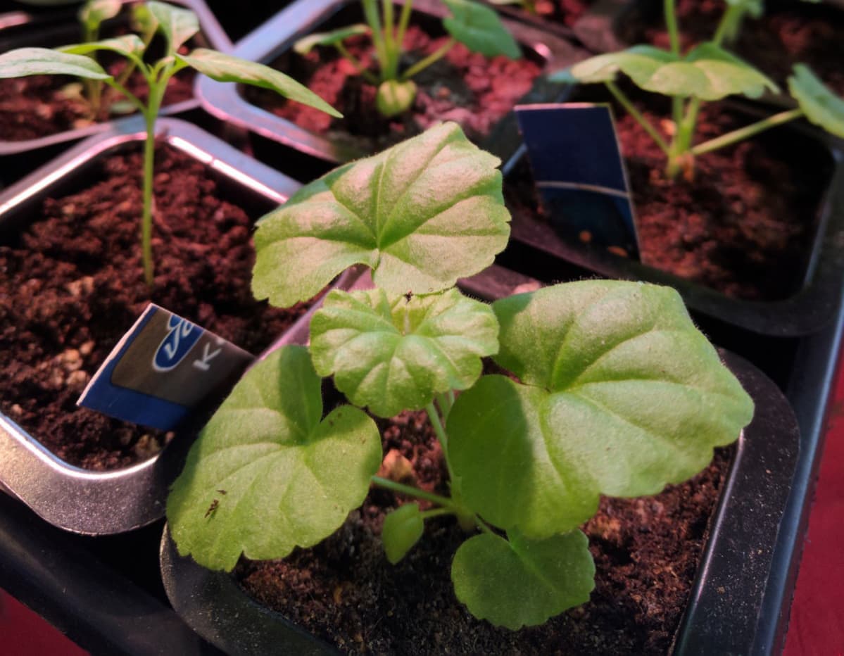 Pelargonia.