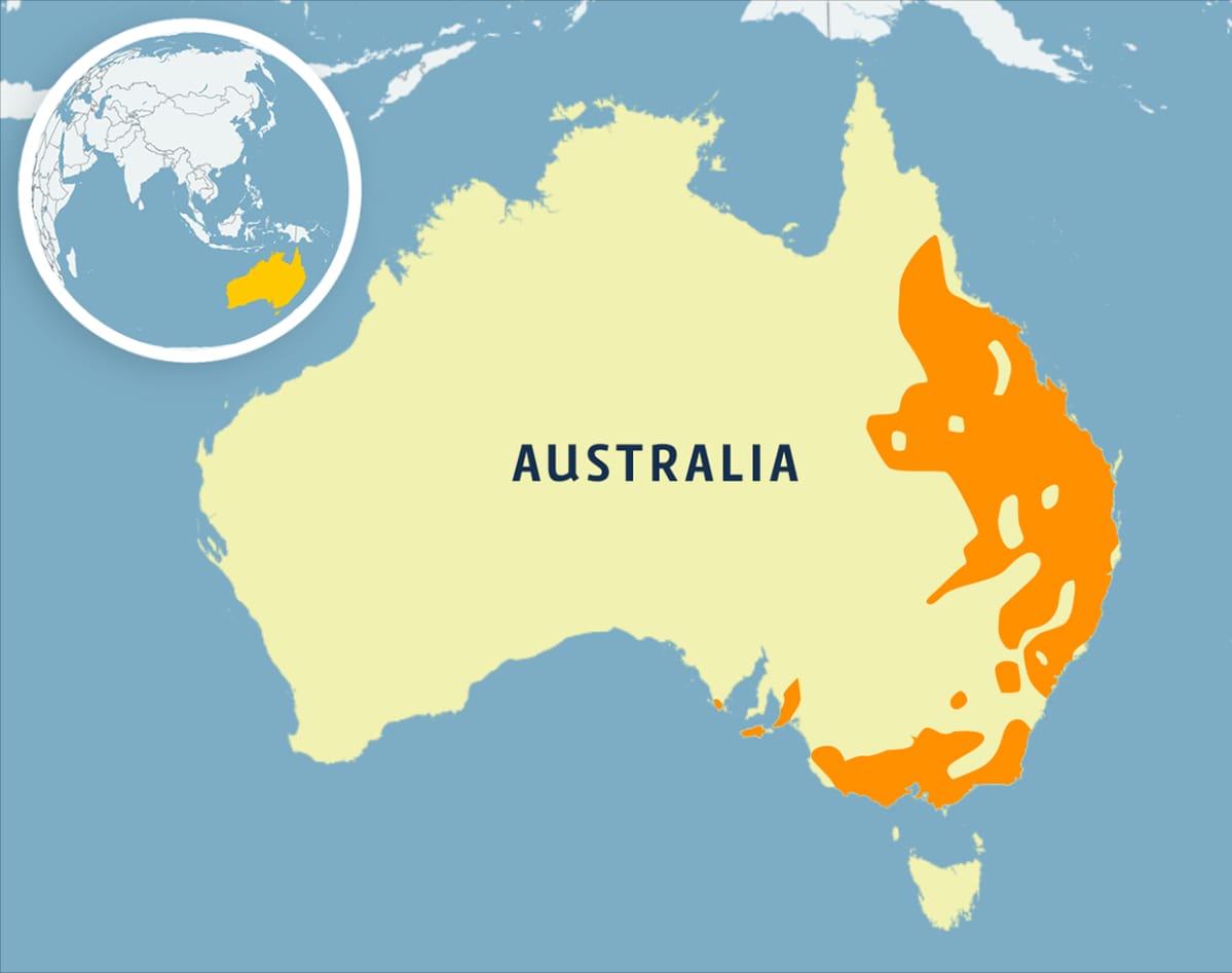 Koaloiden elinalue on pääasiassa itäisessä Australiassa.
