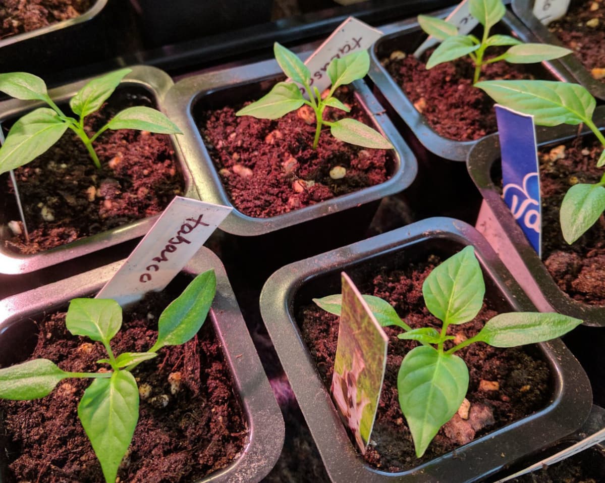 Chili.