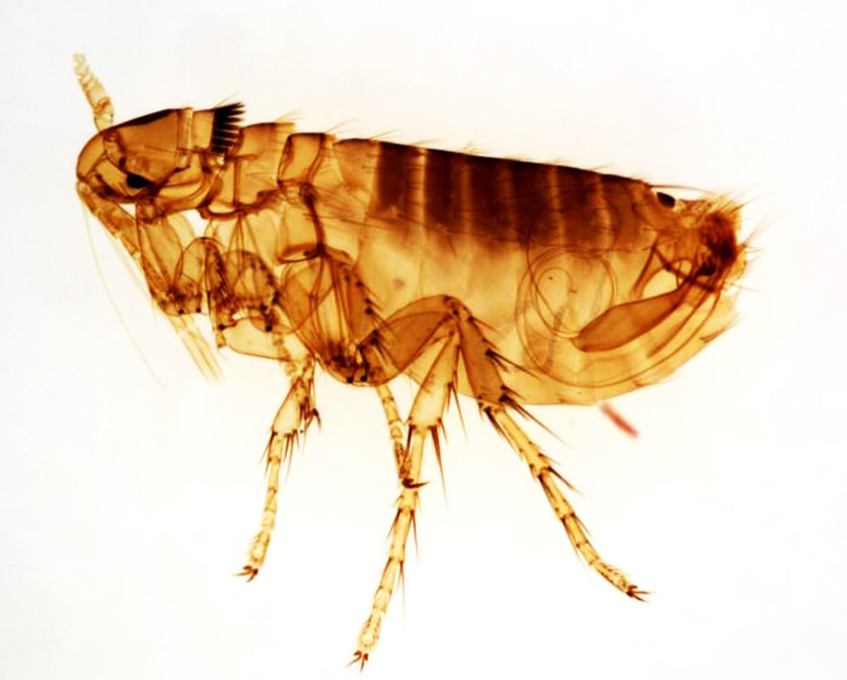 Oropsylla Montana -ruttokirppu