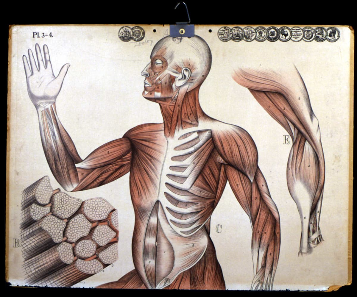 Kuvassa on vanha ihmisen anatomian opetustaulu (Scola 9818) 1900-luvun alusta.