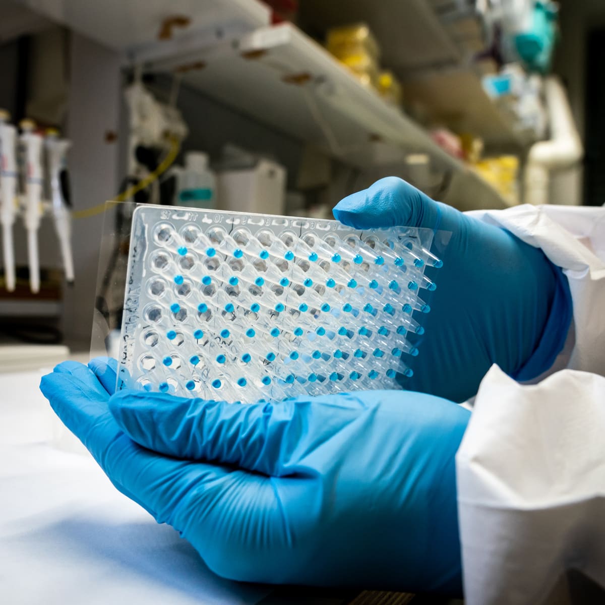 CDNA-näytteitä FIMMin laboratoriossa.