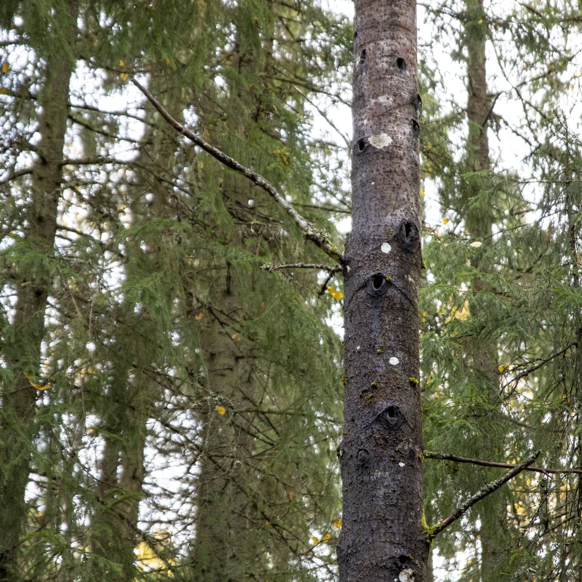 Kolohaapa metsässä: puun rungossa on monia suuria koloja.