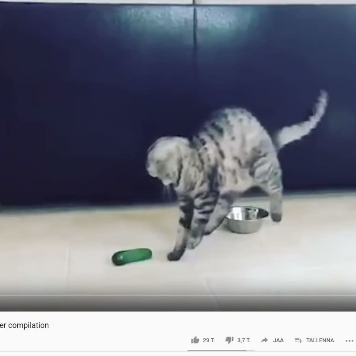 Kuvakaappaus Youtube-videosta: kissa on hypännyt ilmaan ja katsoo maassa olevaa kurkkua.