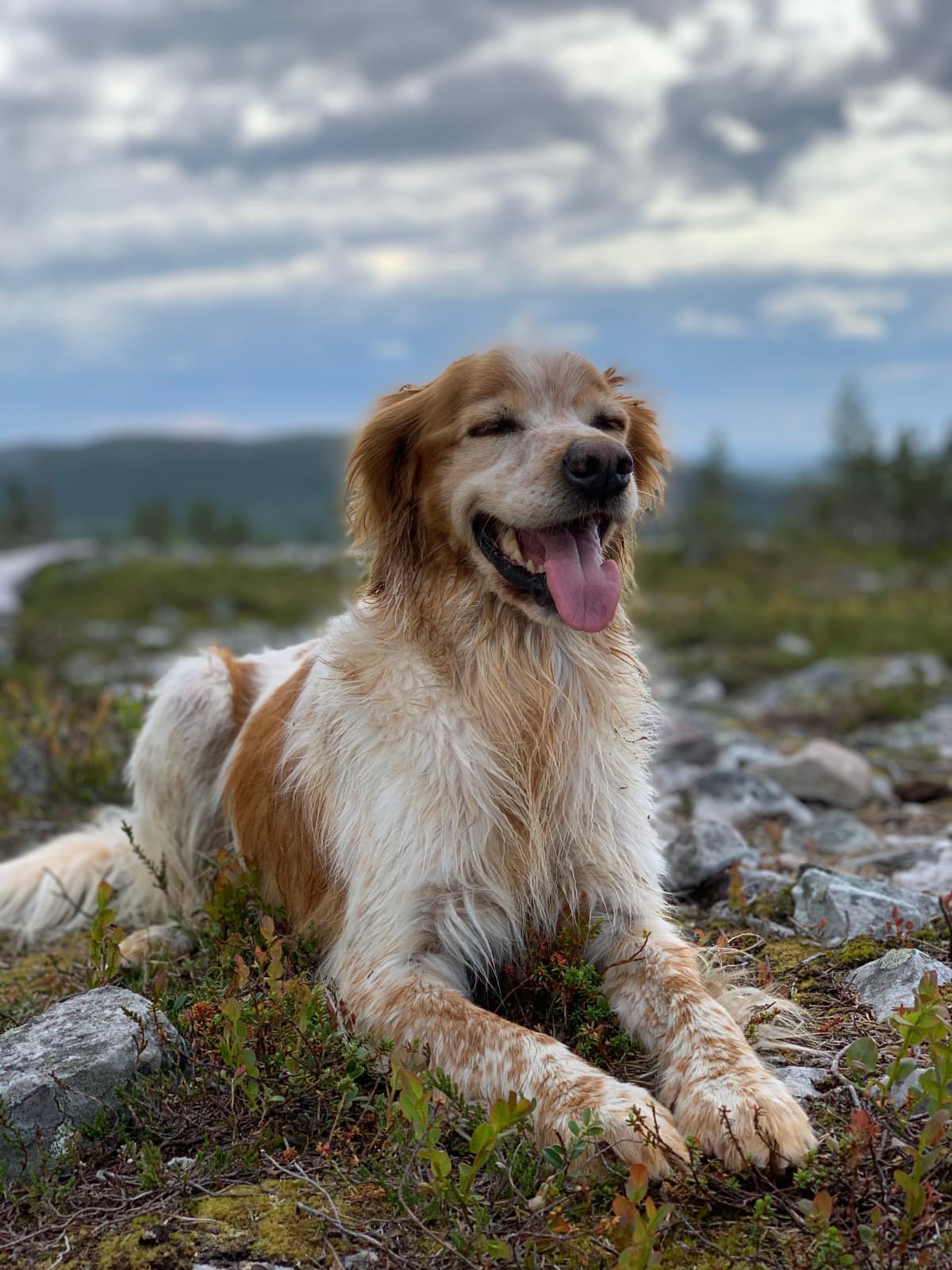 Uula nauttii tunturista.