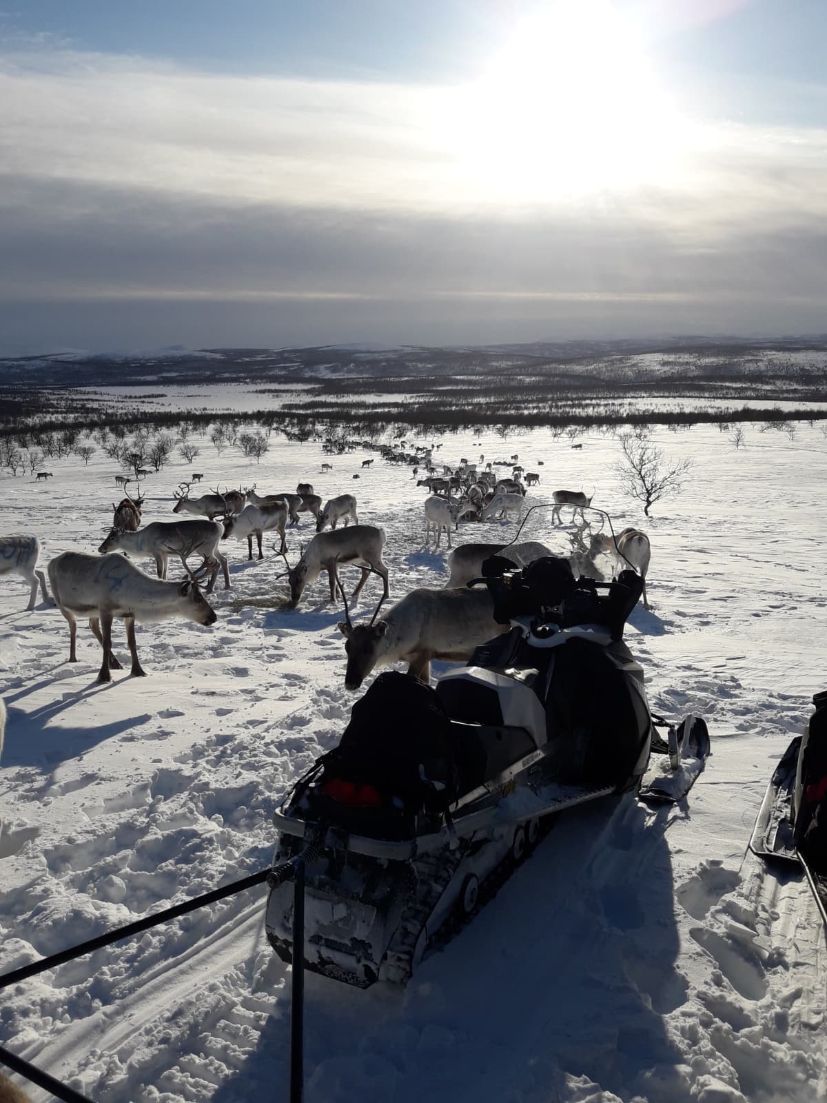 Poroja tulossa ruokintapaikalle Paistunturin Piesvaarassa maaliskuun puolivälissä. Piesvaara, Paistunturit, Utsjoki 15.3.2020