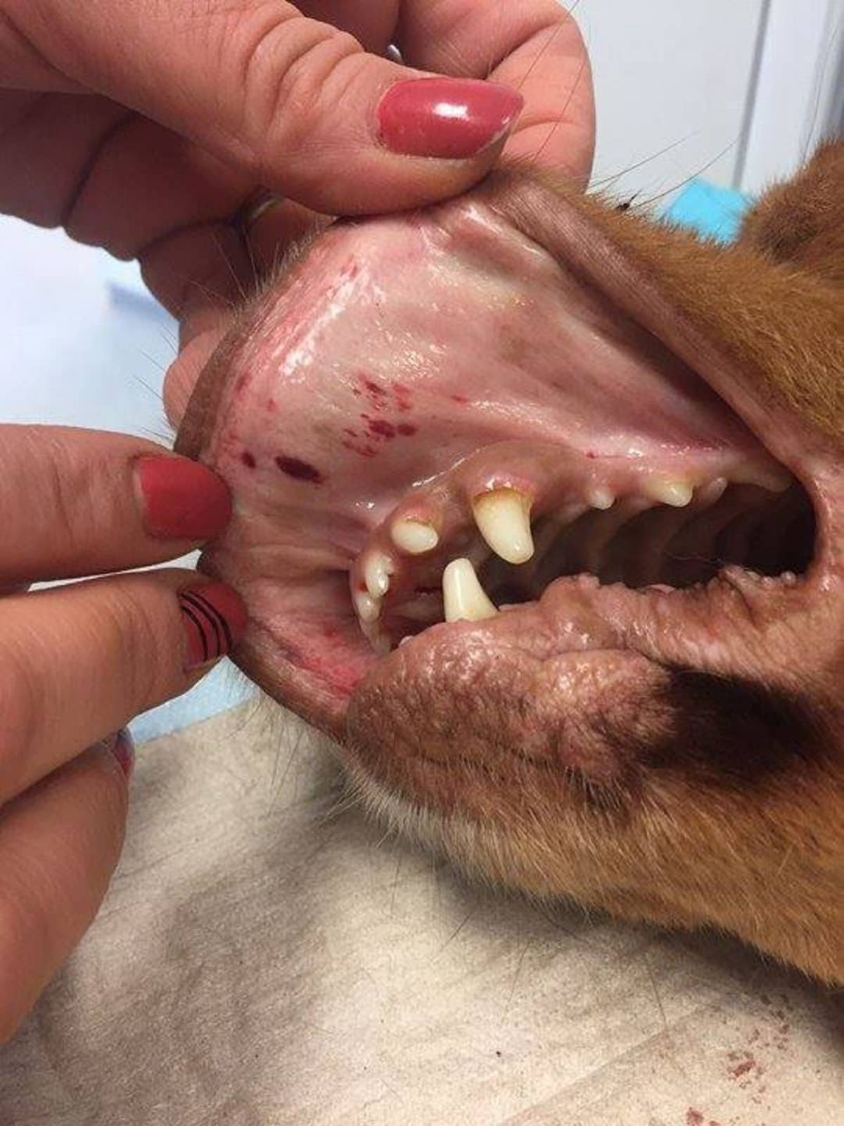 Koiran ylähuulessa mustelmia