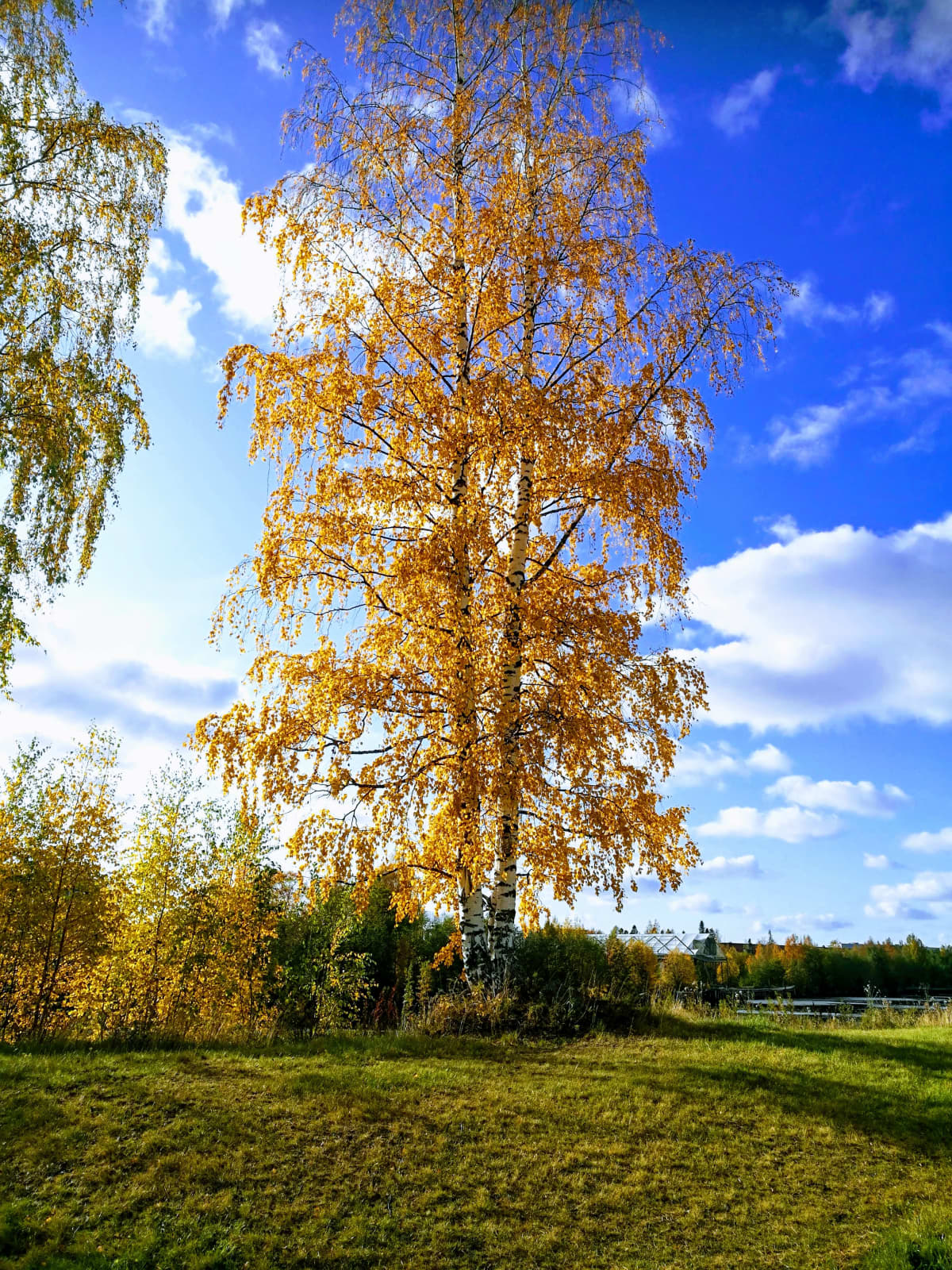 Syksyn kellertämä korkea koivu.