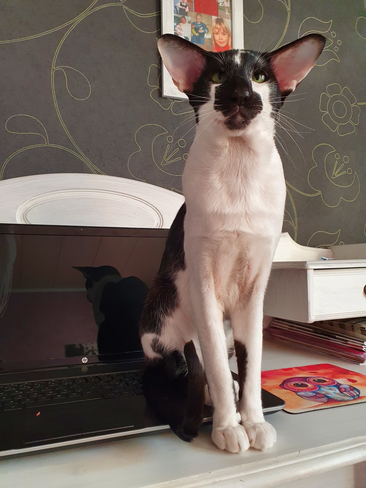 Kissa istuu auki olevan läppärin päällä.