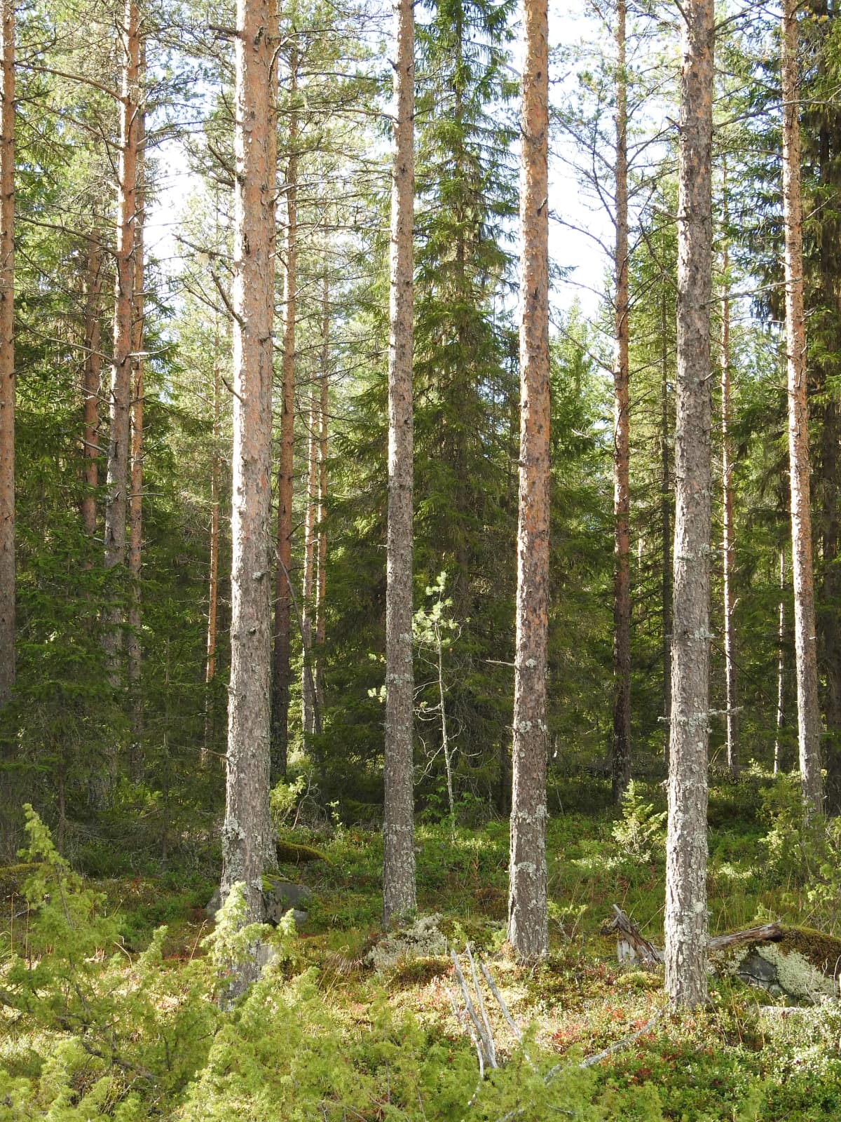 Suomalaista metsää.