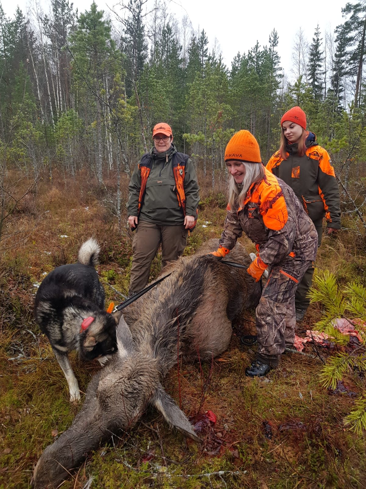 Kaadettu hirvi makaa maassa. Ympärillä kolme naismetsästäjää. naista.