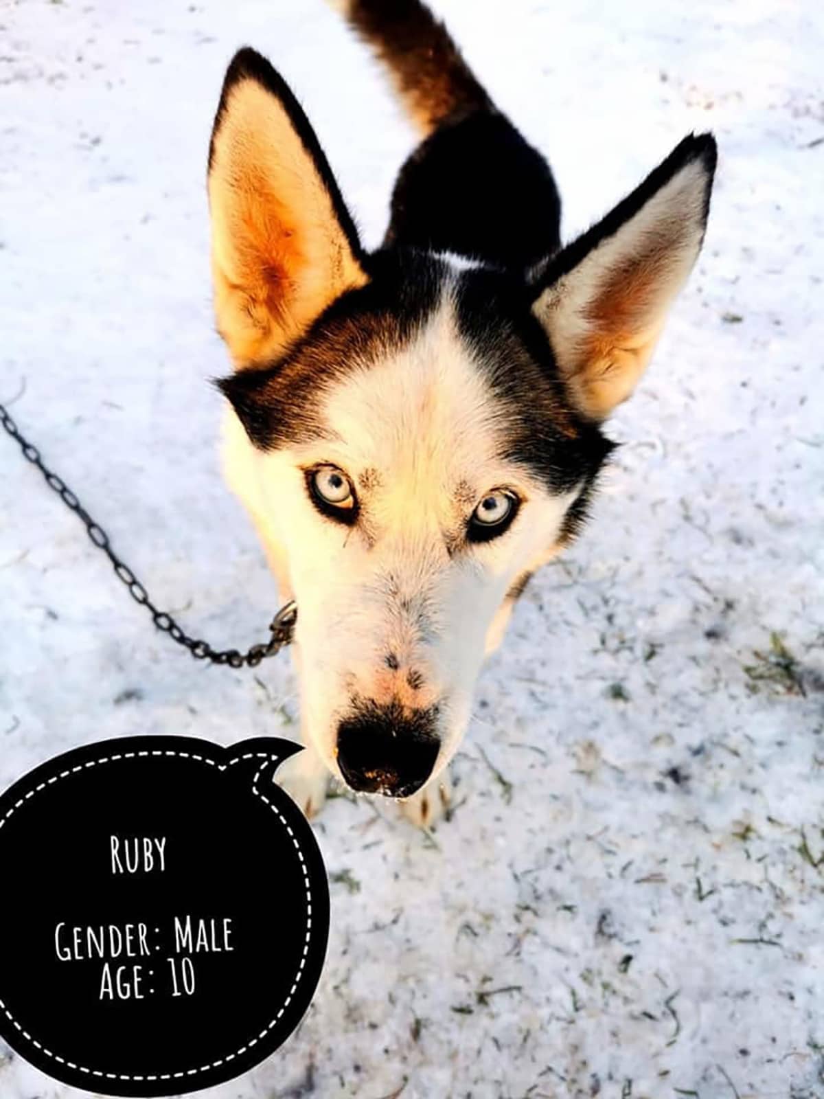 Husky&Co -yritys etsi eläköityville rekikoirilleen uusia koteja muun muassa some-ilmoituksilla.