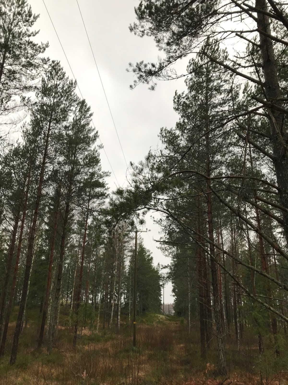Puu on kaatunut sähkölinjalle