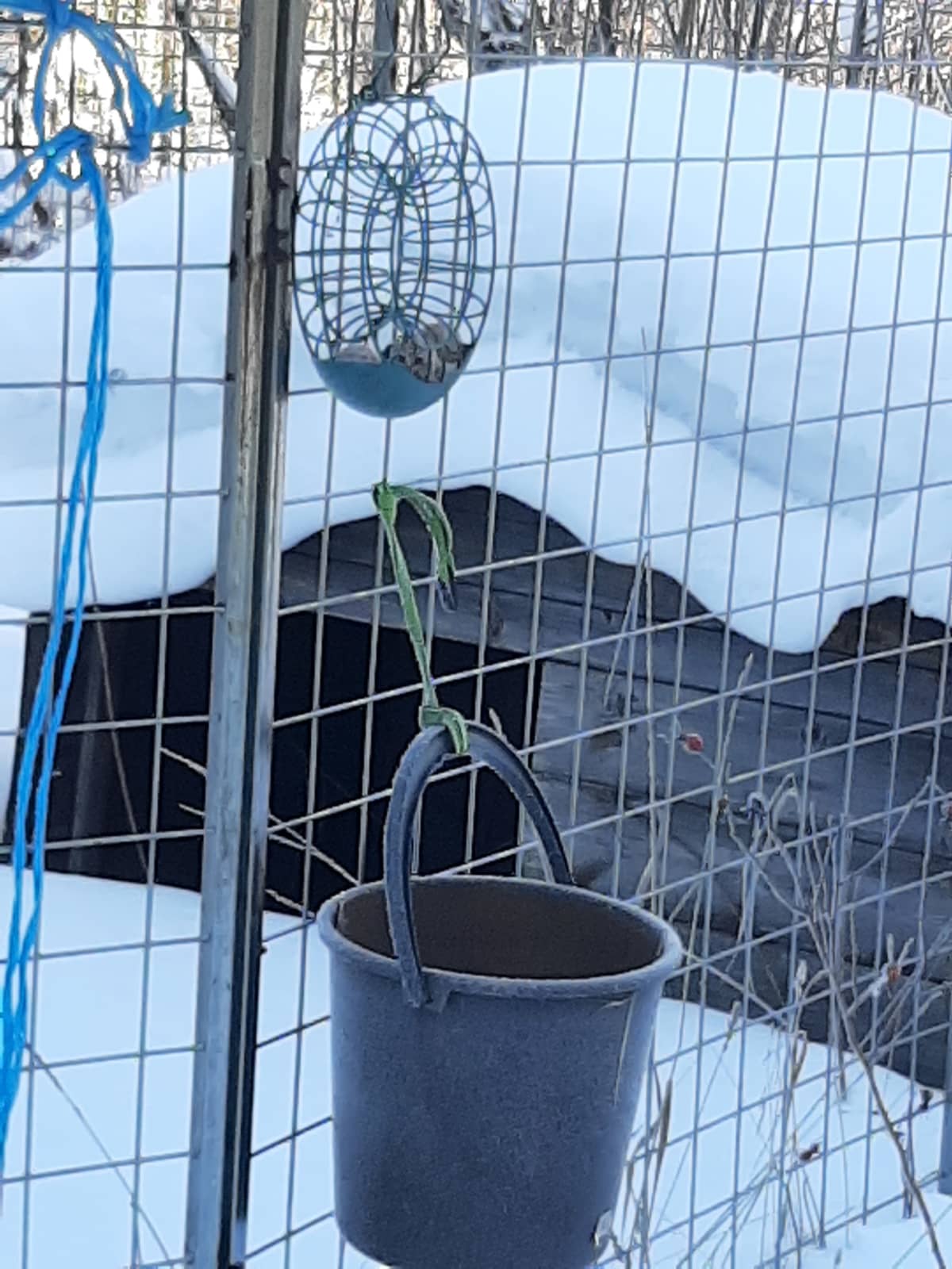 lukija keksi laittaa lintujen ruokintapisteen alle ämpärin, kun rotat olivat riesana.