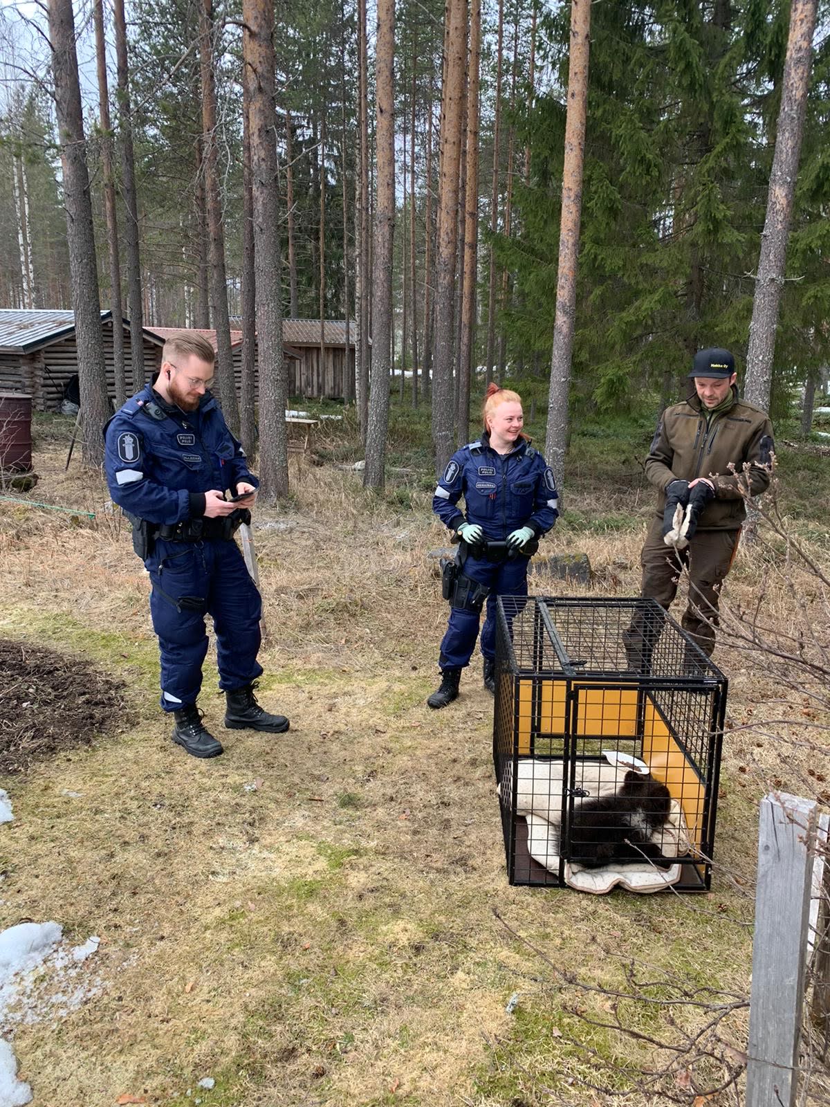 Orpo karhunpentu odottaa häkissä kuljetusta orpokotiin